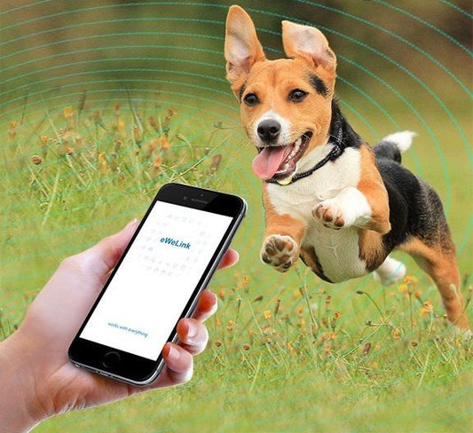 IoT Wifi Dog Training Collar Upgrade Service image 1